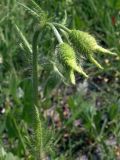 Papaver pavoninum