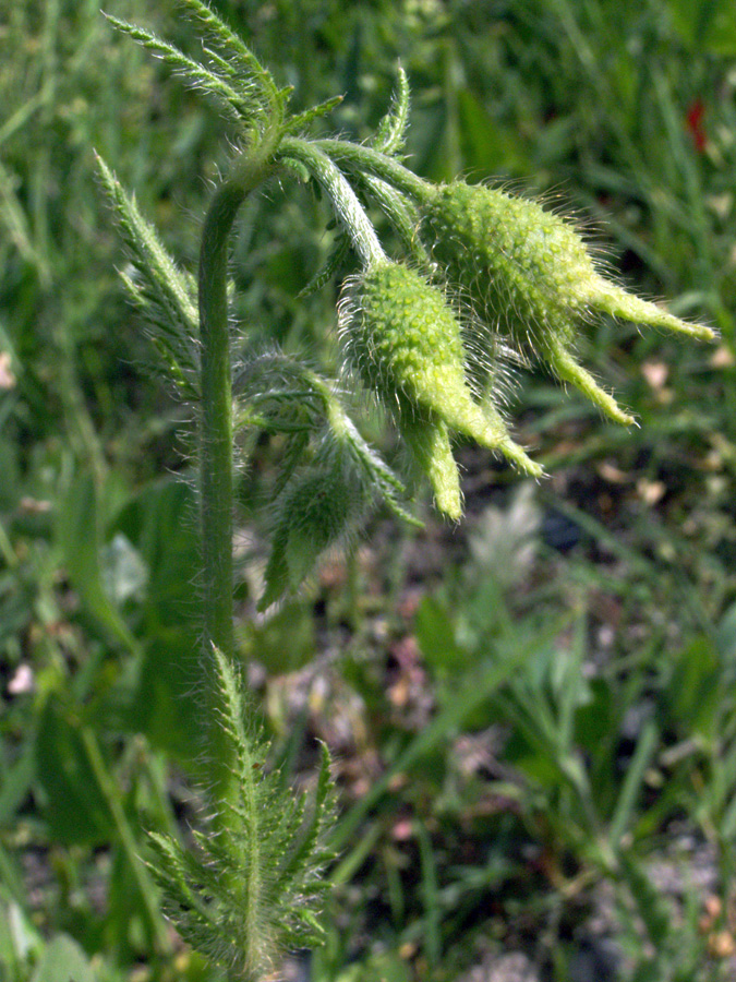 Изображение особи Papaver pavoninum.