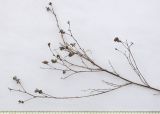 Medicago sativa