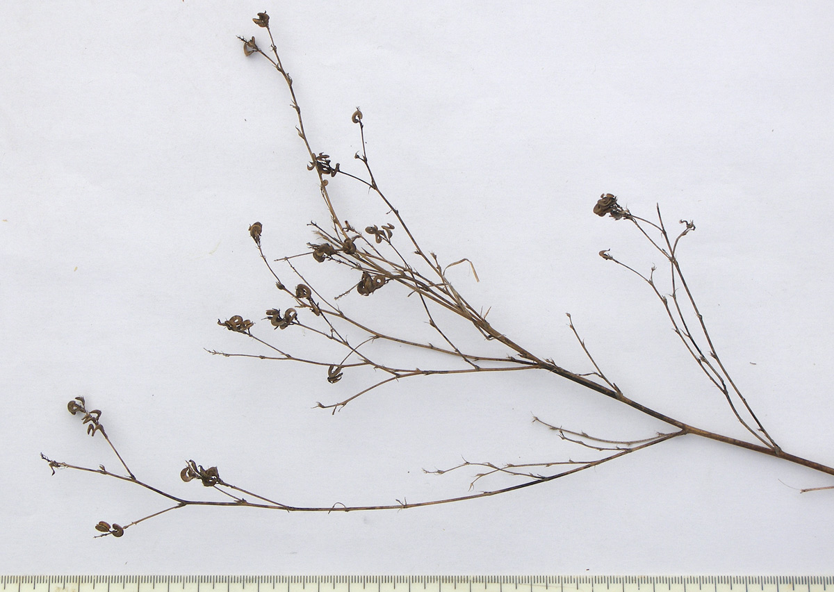 Image of Medicago sativa specimen.