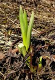 Iris pseudacorus. Первый весенний побег. Чувашия, окрестности г. Шумерля, пойма Красной речки. 8 апреля 2008 г.