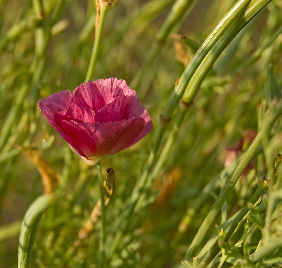 Изображение особи Eschscholzia californica.