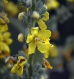 Verbascum songaricum. Цветок. Таджикистан, Фанские горы, долина р. Чапдара, ≈ 2600 м н.у.м., сухой склон. 30.07.2017.