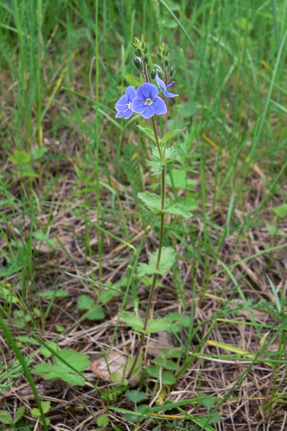 Image of Veronica chamaedrys specimen.