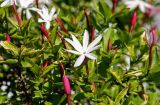 Jasminum laurifolium