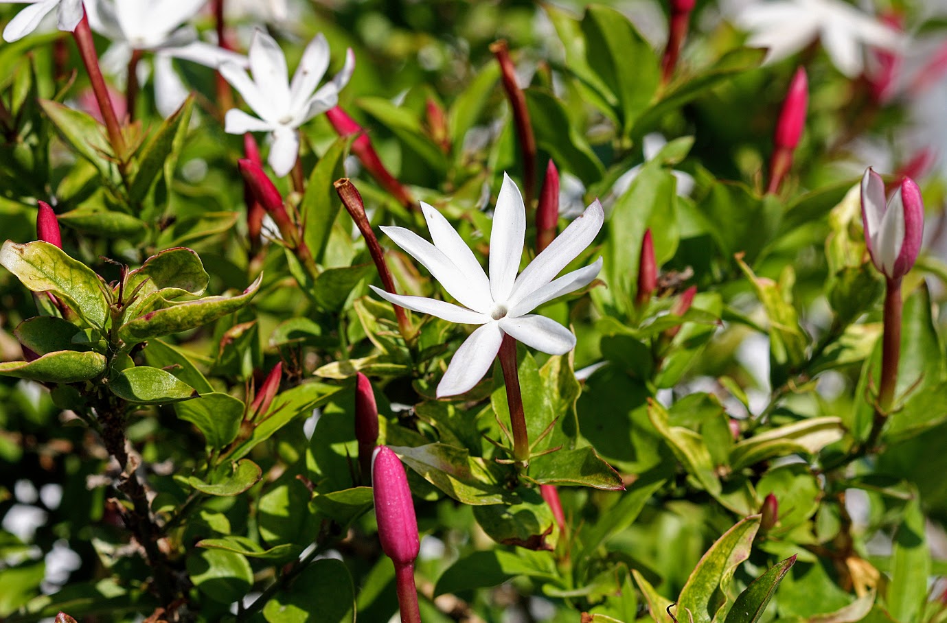 Image of Jasminum laurifolium specimen.