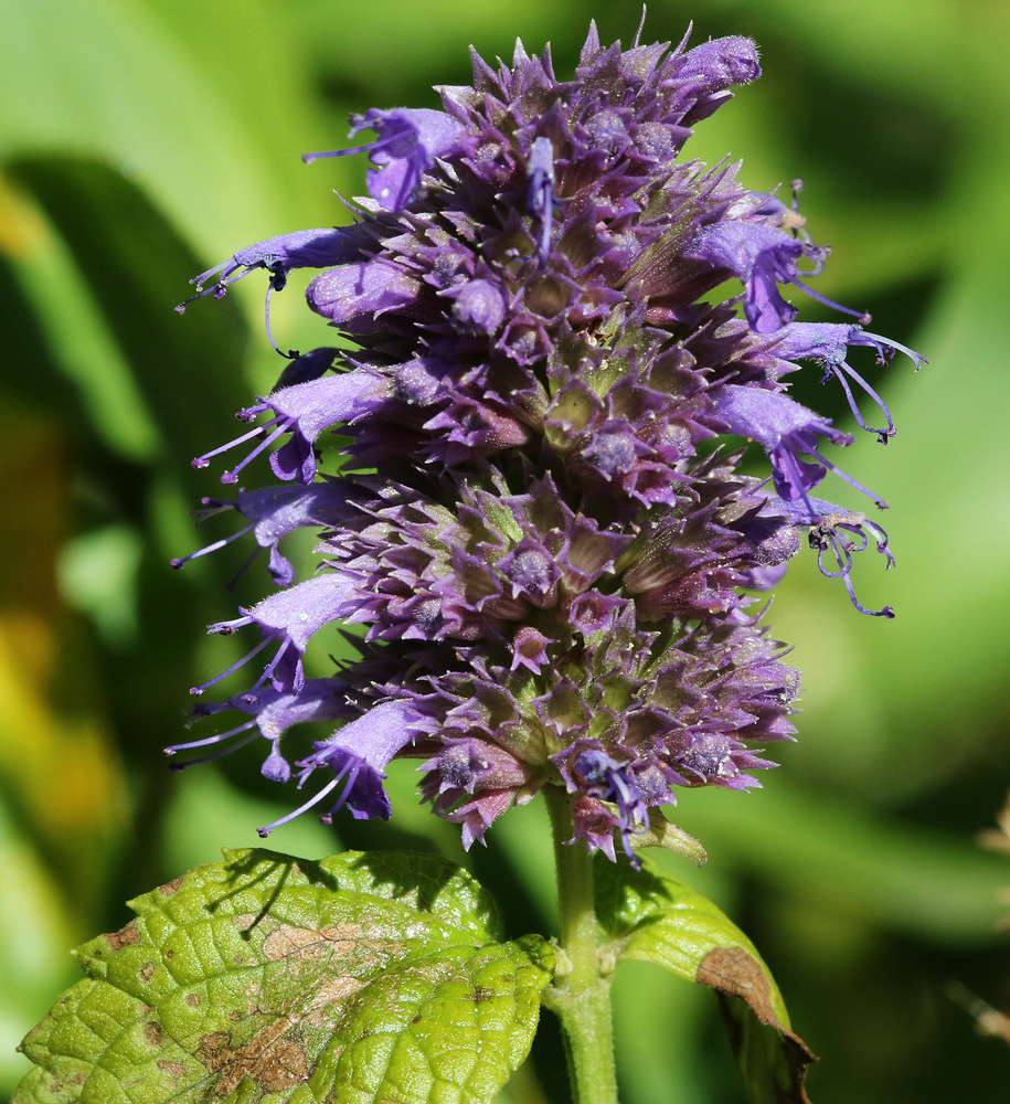 Изображение особи Agastache rugosa.