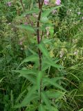Cirsium vlassovianum