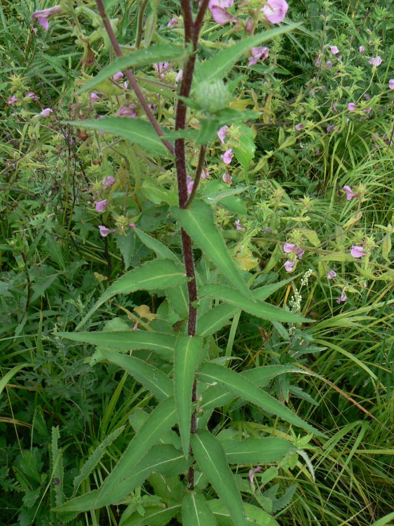 Изображение особи Cirsium vlassovianum.