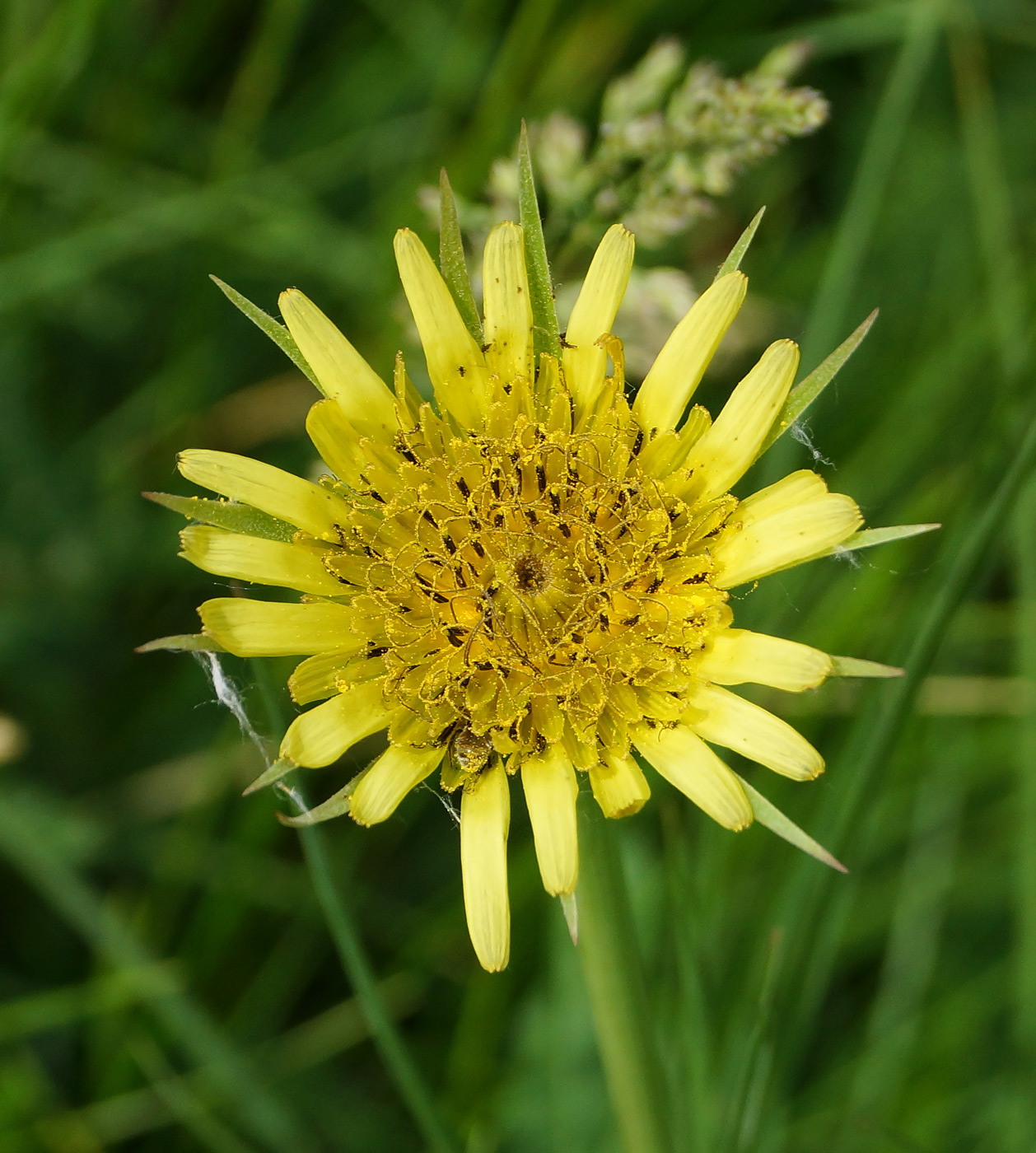 Изображение особи Tragopogon capitatus.