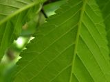 Ulmus glabra. Край листовой пластинки. Днепропетровская обл., байрачный лес в верховьях р. Самоткани. 07.05.2010.