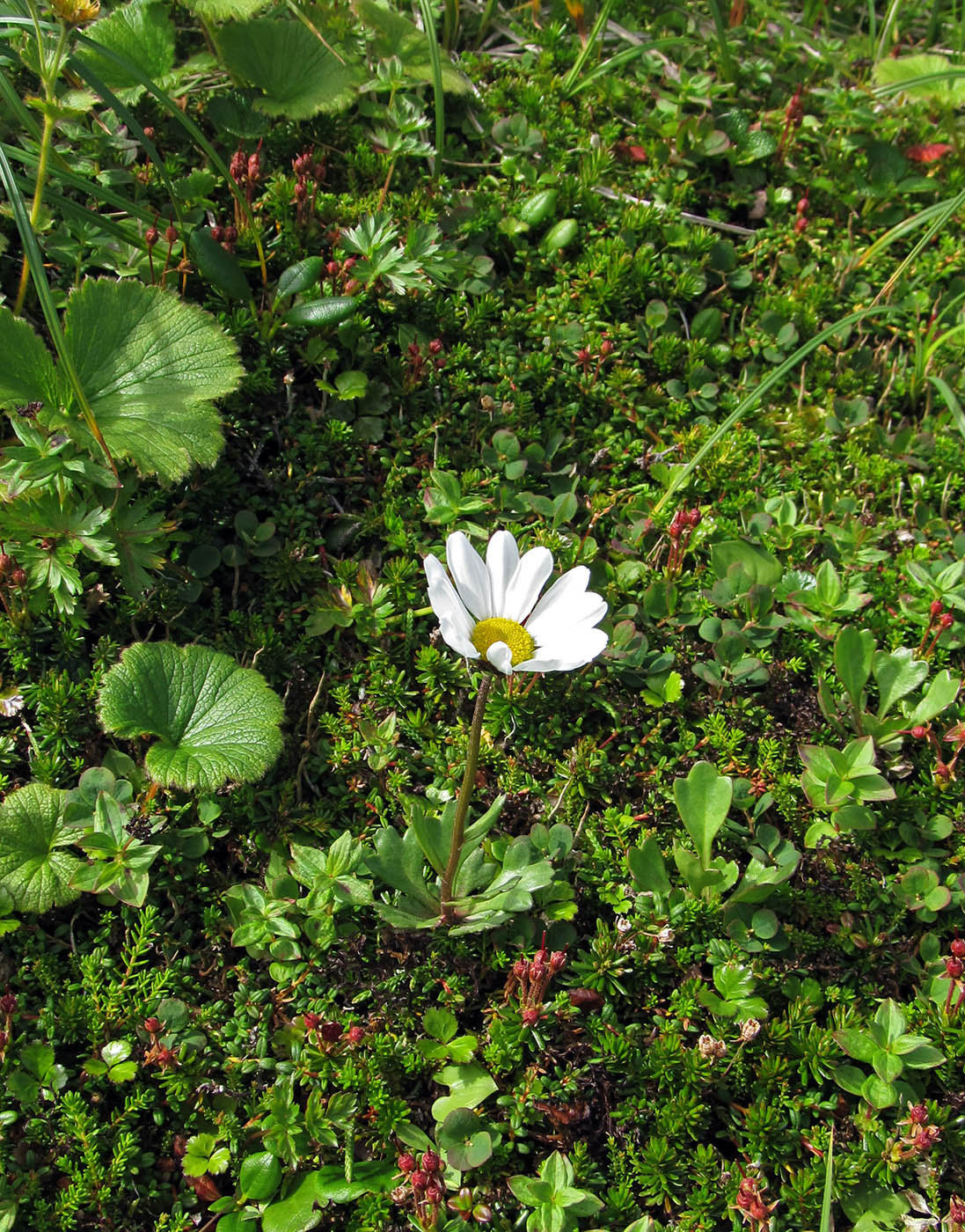 Image of Arctanthemum arcticum specimen.