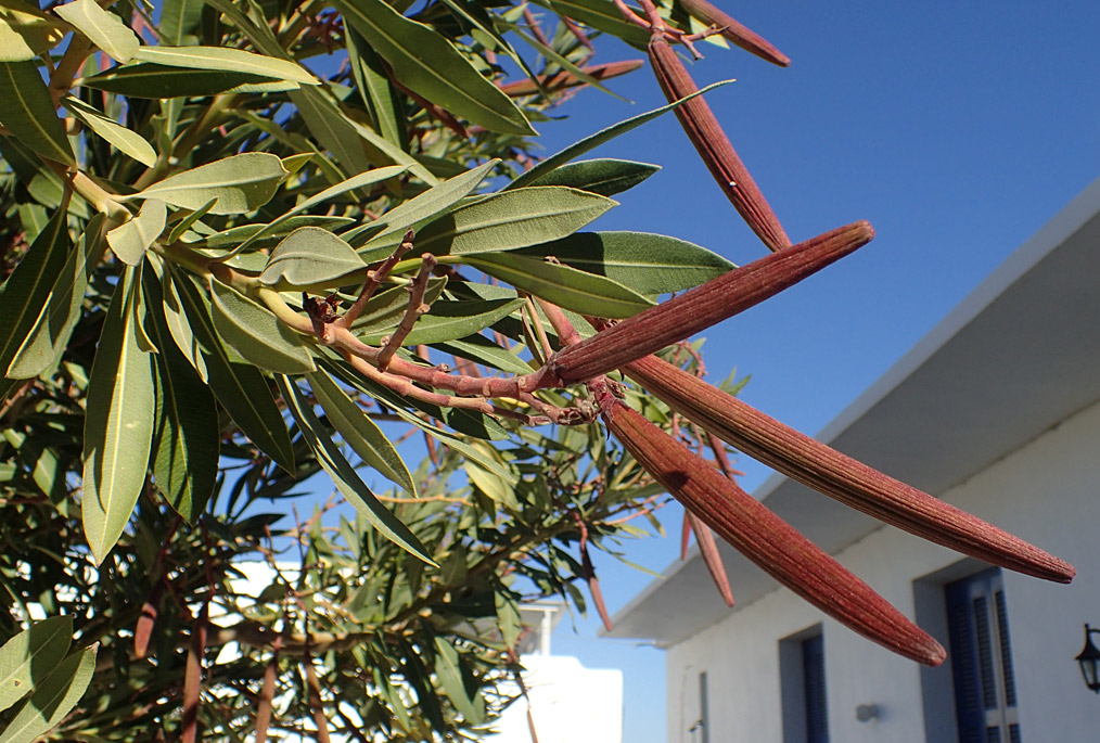 Image of Nerium oleander specimen.