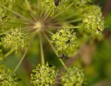 Archangelica officinalis. Элементарное соцветие-зонтик с питающимися мухами. Северный Урал, Пермский край, правый берег р. Язьва выше с. Верх-Язьва, разнотравный луг. 19 августа 2017 г.