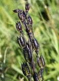 Delphinium elatum. Верхушка соплодия. Магаданская обл., окр. г. Магадан, мр-н Солнечный, вдоль дороги на дачи. 14.08.2016.