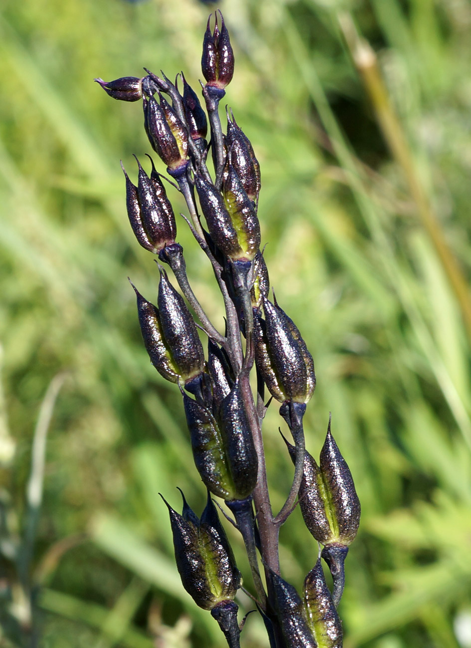 Image of Delphinium elatum specimen.