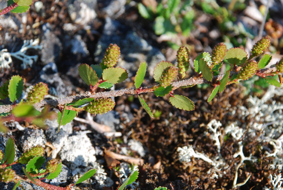 Image of Betula exilis specimen.