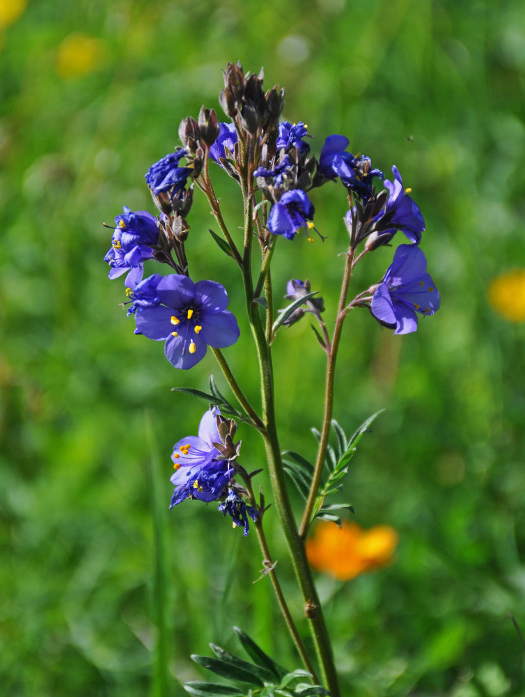 Image of Polemonium caeruleum specimen.