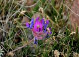 Oxytropis lanuginosa