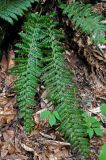 Polystichum aculeatum. Вайи. Адыгея, Фишт-Оштеновский массив, юго-восточный склон горы Фишт, ≈ 1800 м н.у.м., буково-пихтовый лес. 05.07.2017.