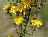 Hieracium umbellatum. Нижняя часть общего соцветия с улетающей дикой пчелой. Восточный Казахстан, г. Усть-Каменогорск, правый берег р. Иртыш, луг. 03.08.2017.