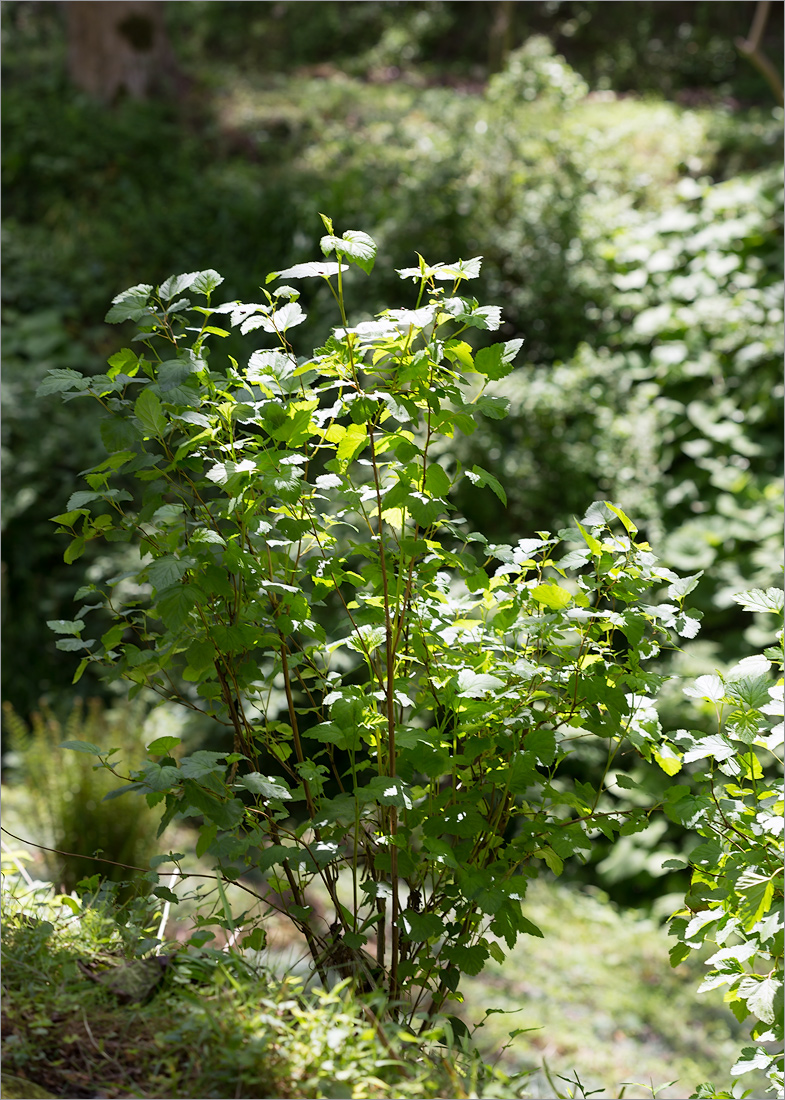 Изображение особи Physocarpus opulifolius.