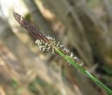 Carex cespitosa. Верхушка побега с соцветиями. Окрестности Архангельска, болотистый лес. 16 мая 2010 г.