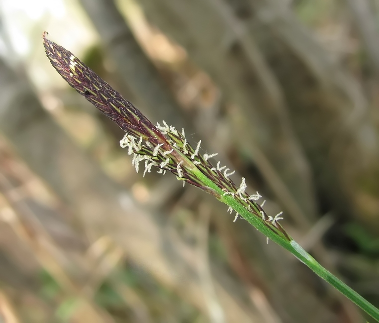 Image of Carex cespitosa specimen.