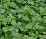Urtica membranacea