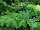Heracleum sosnowskyi. Листья. Беларусь, Гродненская обл., Новогрудский р-н, Ладеникский сельсовет, дер. Городечно, крапивник-разнотравный на склоне холма. 19.06.2014.