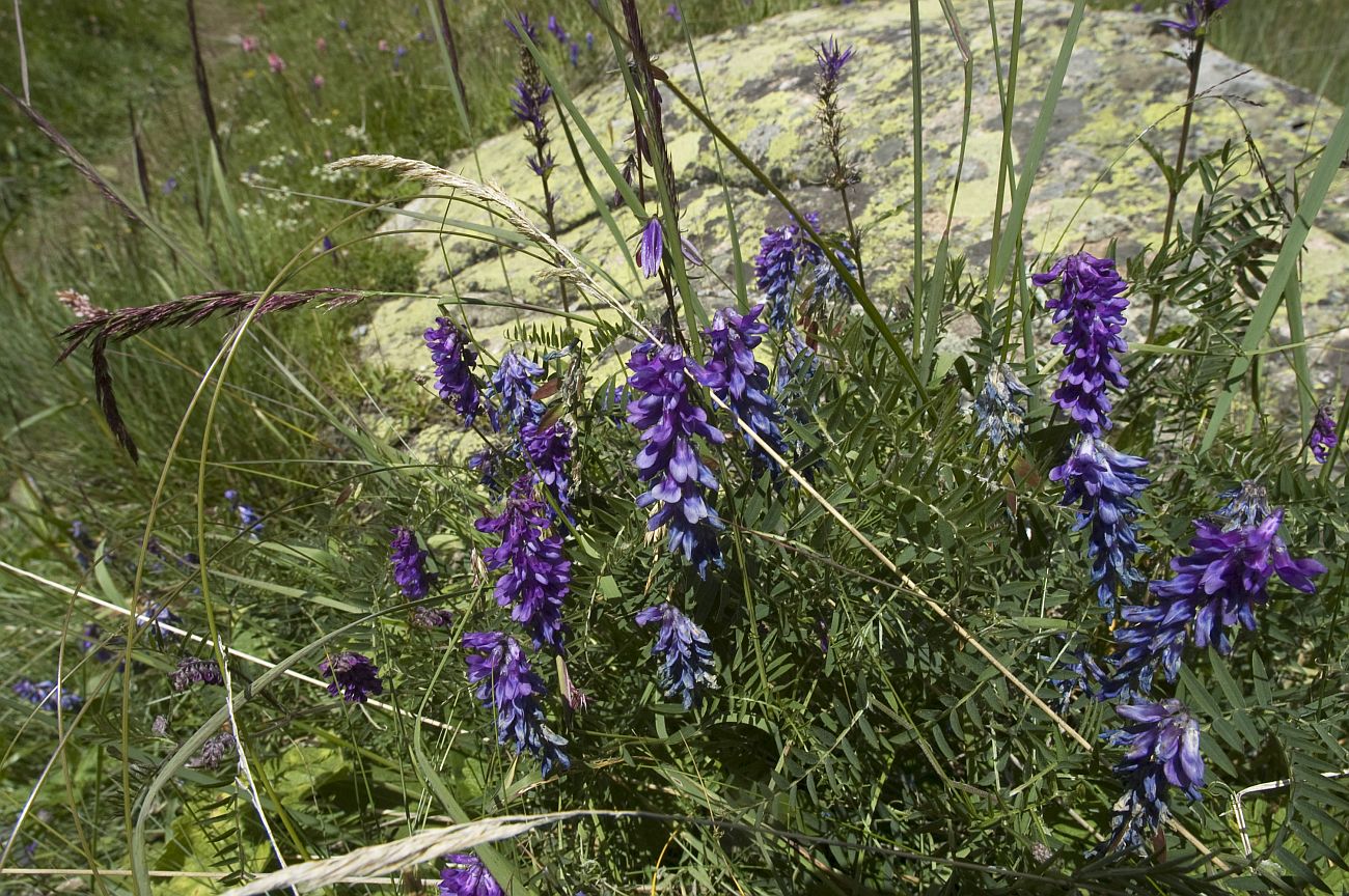 Изображение особи Vicia sosnowskyi.