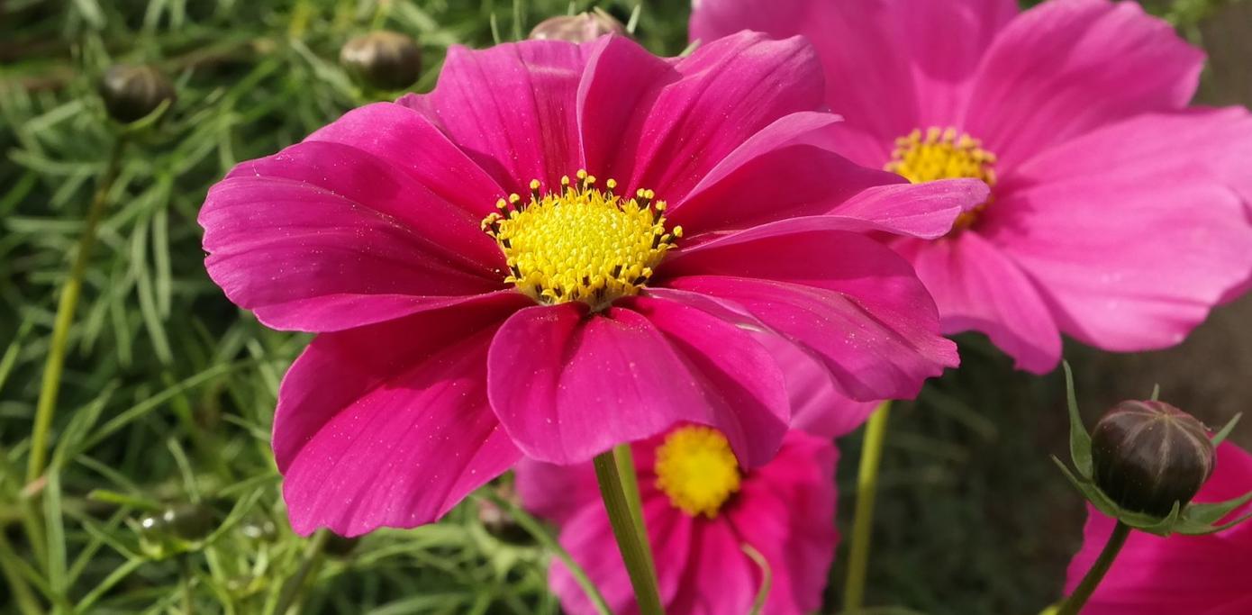 Изображение особи Cosmos bipinnatus.