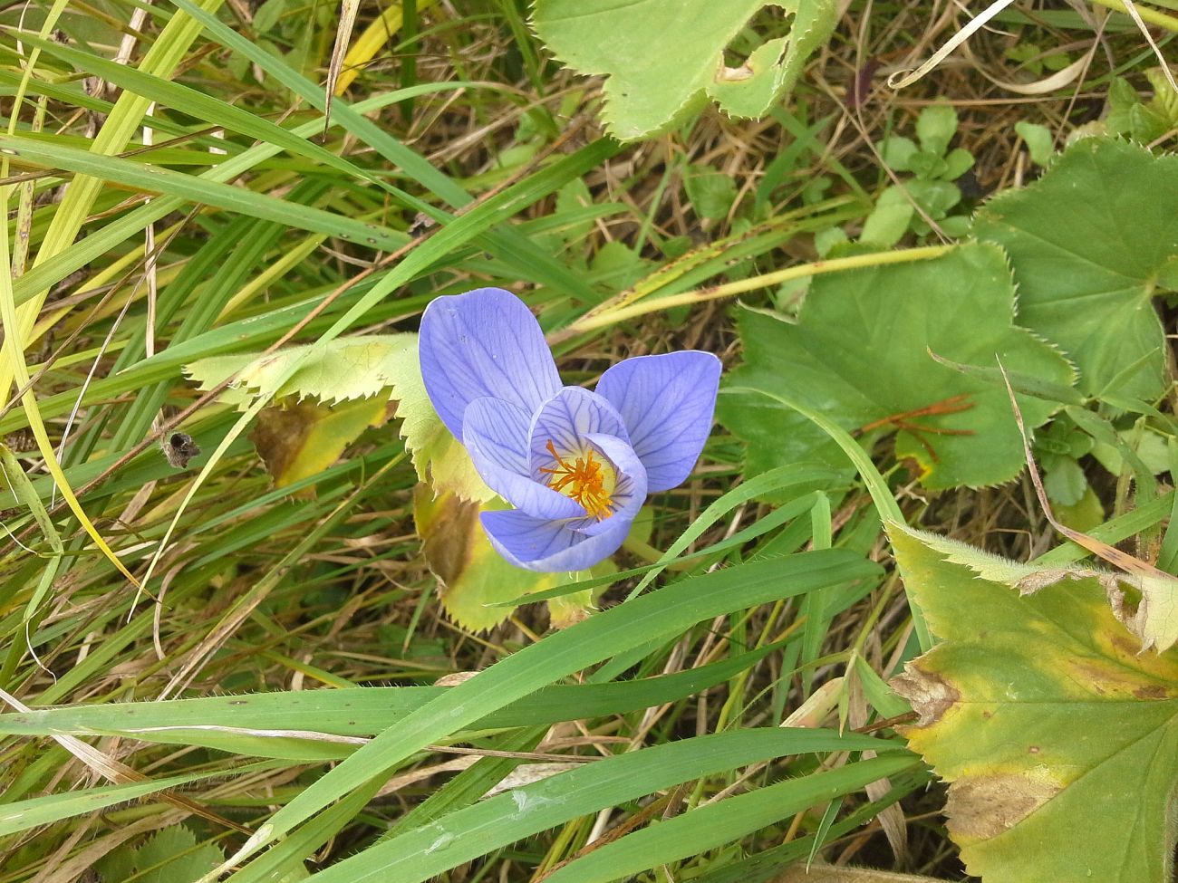 Изображение особи Crocus speciosus.