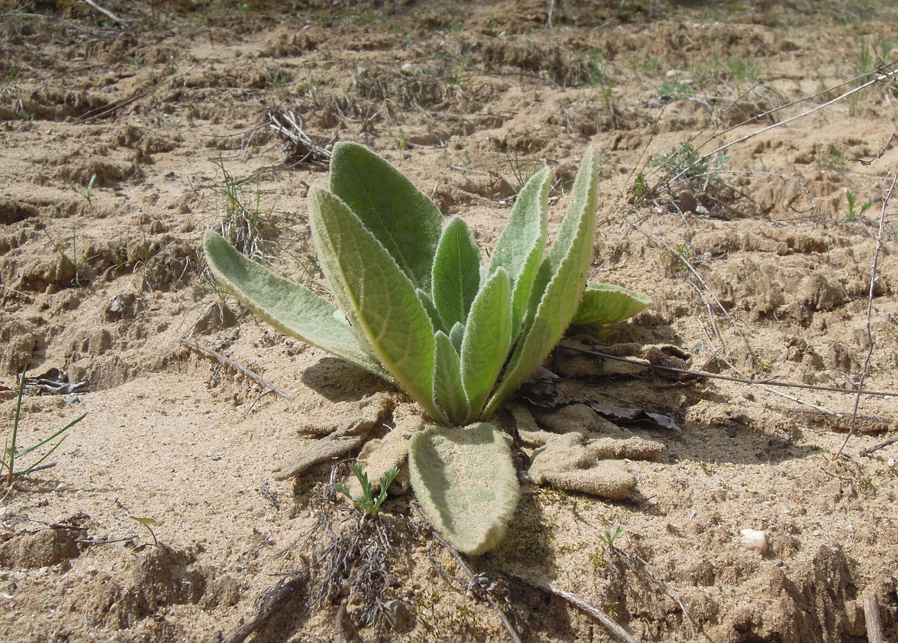 Изображение особи Verbascum thapsus.