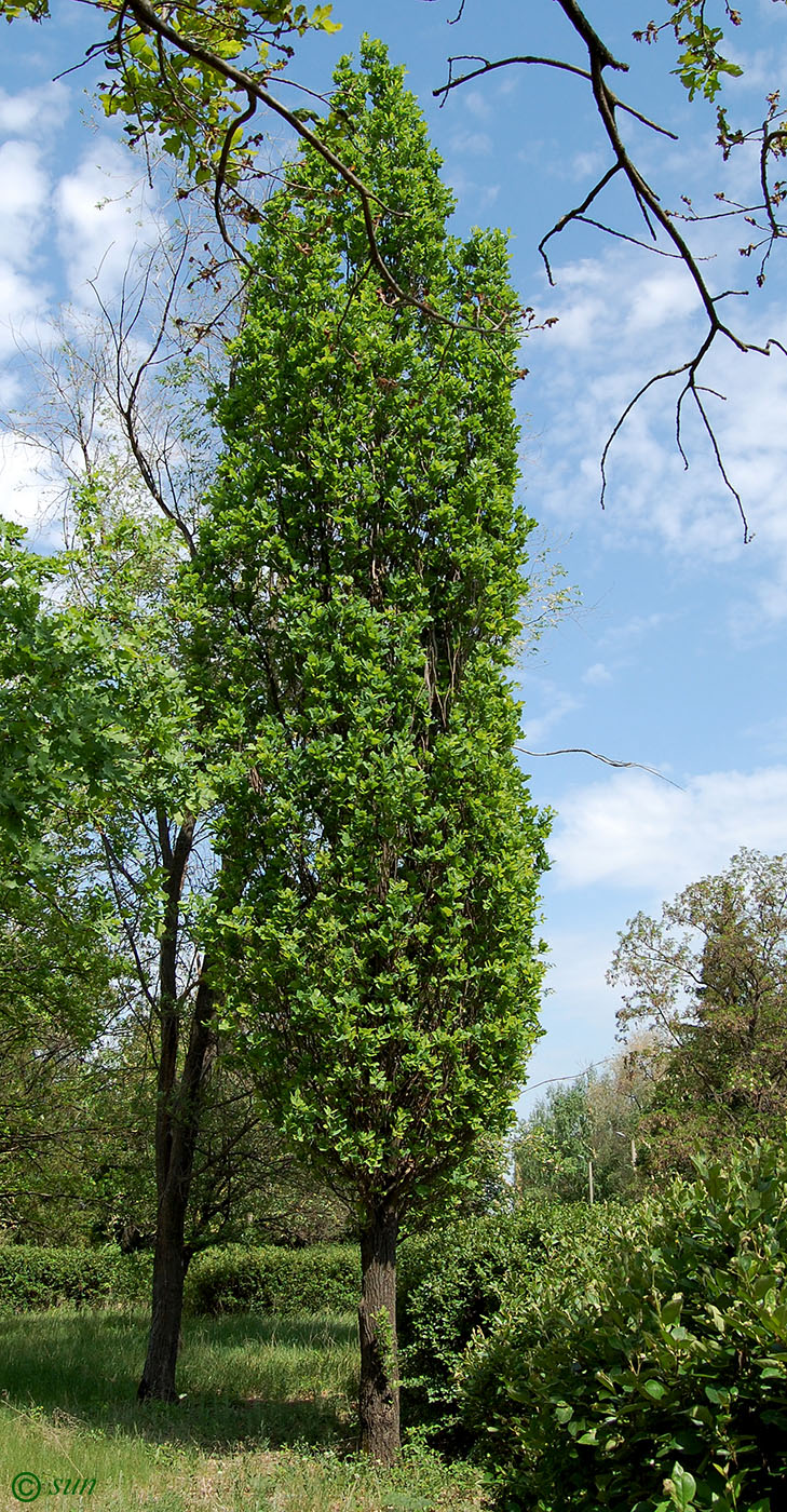 Image of Quercus robur f. fastigiata specimen.