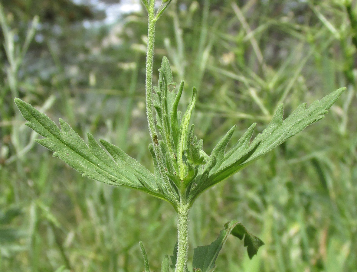 Image of Veronica jacquinii specimen.