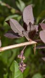 Berberis vulgaris форма atropurpurea. Часть веточки с бутонизирующим соцветием и листьями. Пермский край, пос. Юго-Камский, частное подворье, в культуре. 27 мая 2018 г.