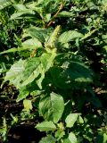 Amaranthus retroflexus