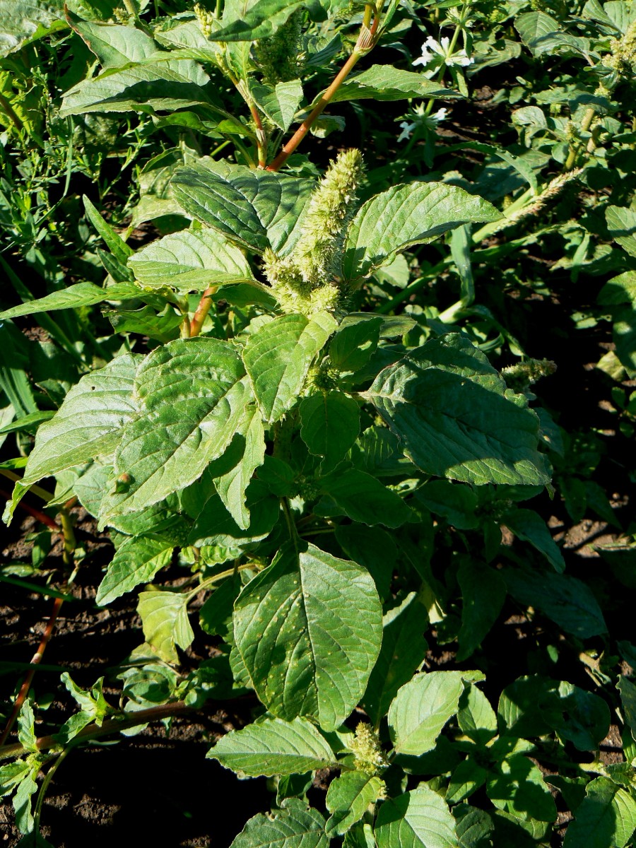 Изображение особи Amaranthus retroflexus.