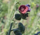 Cynoglossum officinale