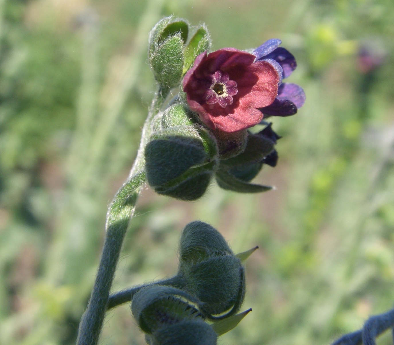 Изображение особи Cynoglossum officinale.