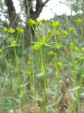 Euphorbia seguieriana