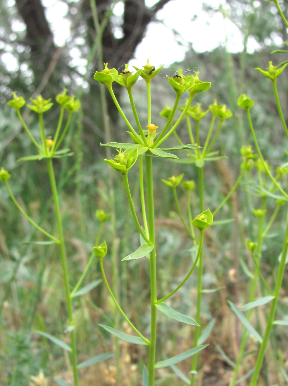 Изображение особи Euphorbia seguieriana.