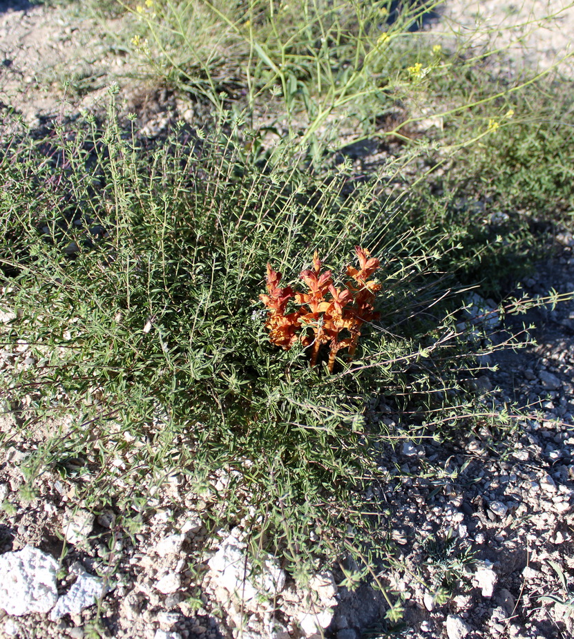 Изображение особи Orobanche alba.