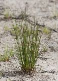 Juncus filiformis. Цветущее растение. Архангельская обл., Соловки, о. Бол. Соловецкий, обочина дороги. 23.06.2018.