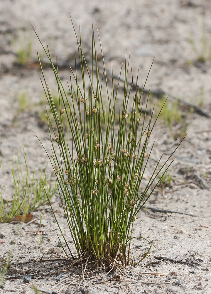 Изображение особи Juncus filiformis.