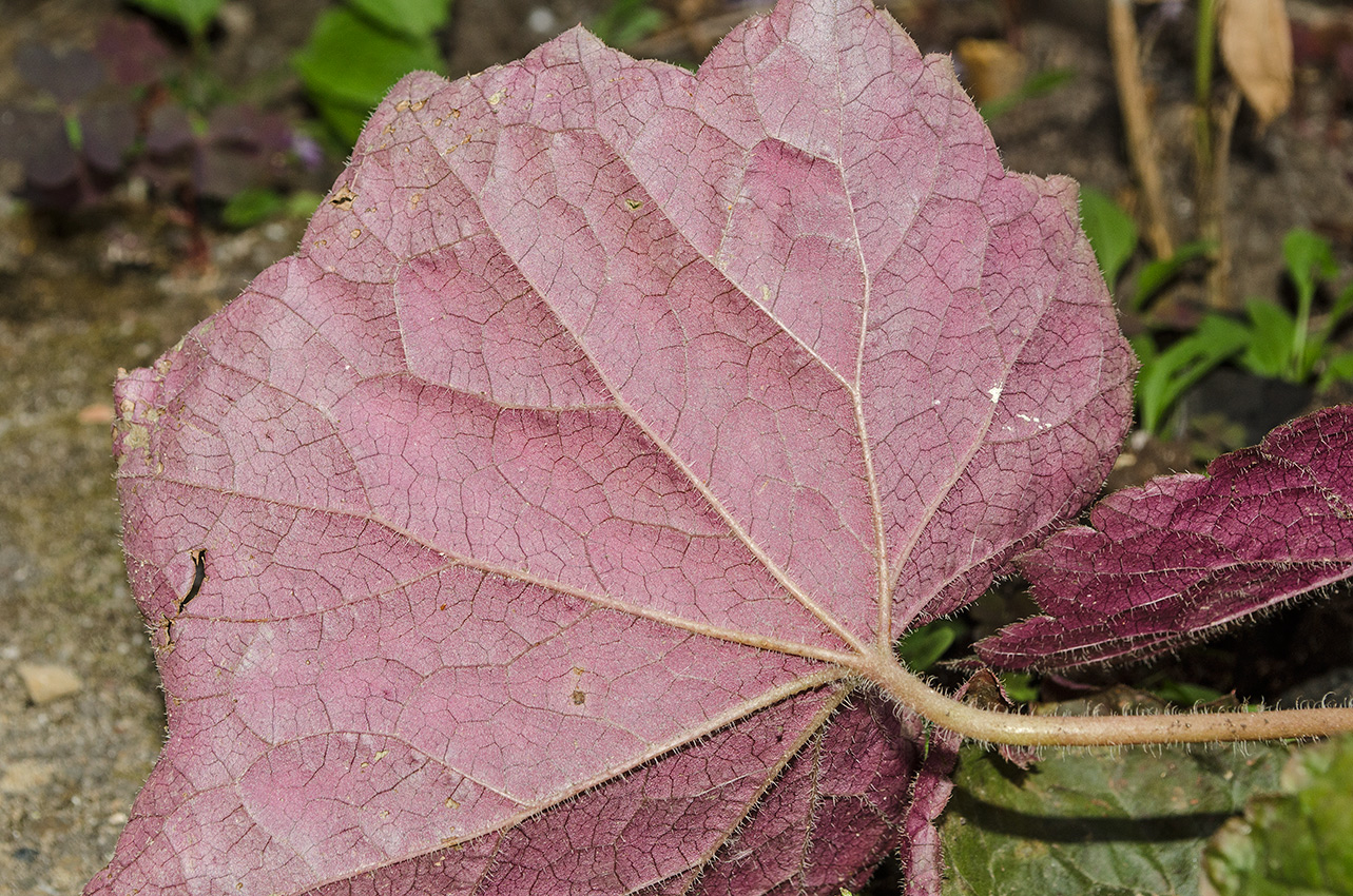 Image of Heuchera micrantha specimen.