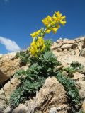 Corydalis gortschakovii. Цветущее растение. Кыргызстан, Зап. Тянь-Шань, Таласский Алатау, северная (таласская) сторона пер. Кара-Буура, ≈ 3200 м н.у.м., пригребневой каменистый склон зап. экспозиции. 17 июля 2018 г.