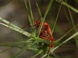 Aegilops ovata
