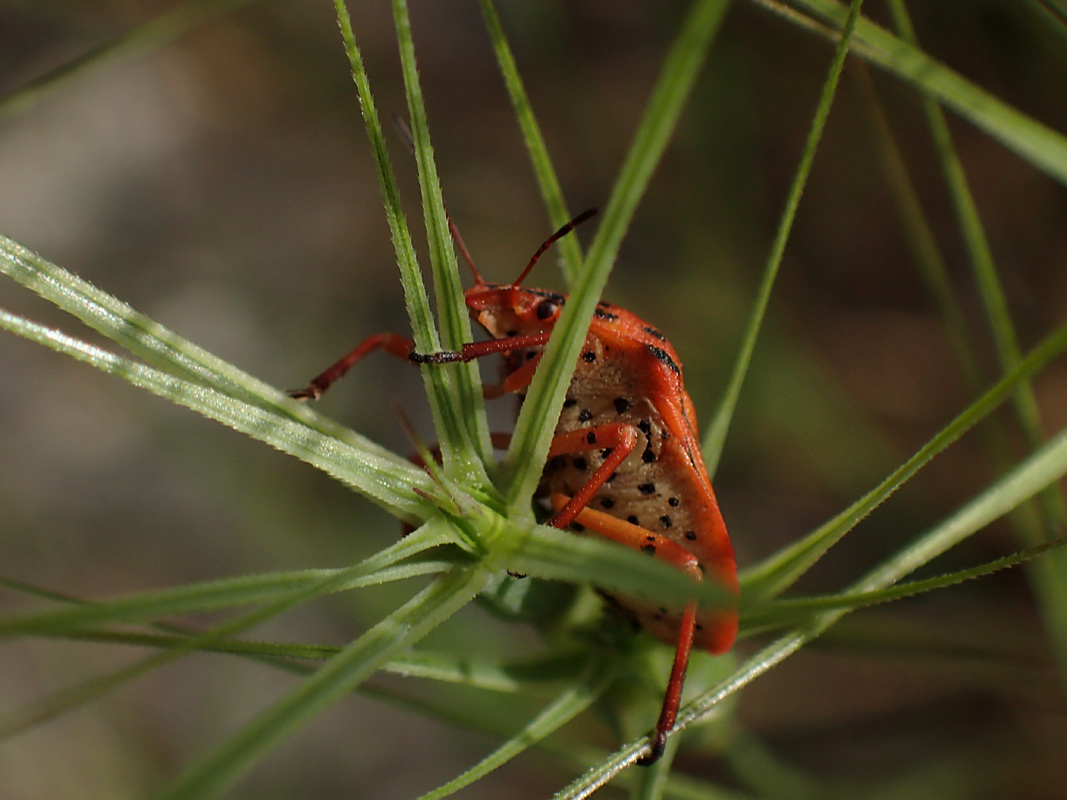 Image of Aegilops ovata specimen.